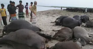 কুষ্টিয়ায় বজ্রপাতে দুই কৃষকের ১১ মহিষের মৃত্যু